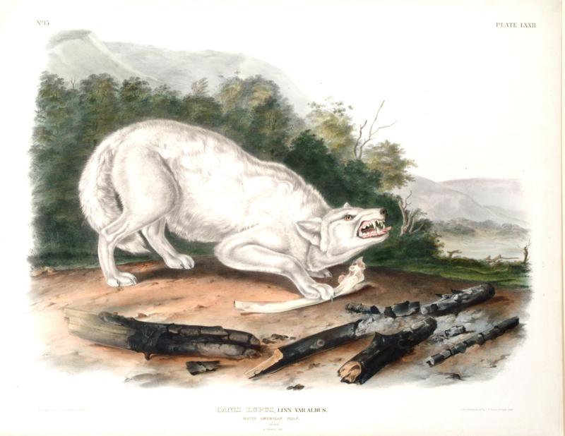 John James Audubon - White American Wolf.jpg