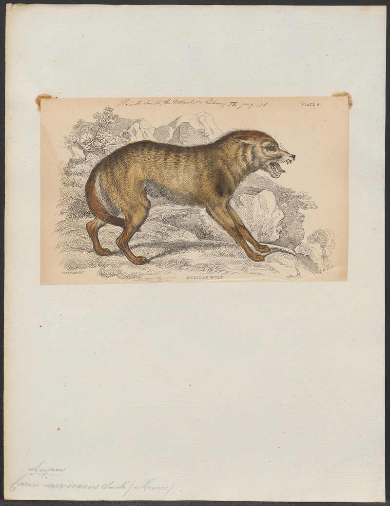 Canis mexicanus - 1833-1866 - Print - Iconographia Zoologica - Special Collections University of Amsterdam - UBA01 IZ22200389.jpg