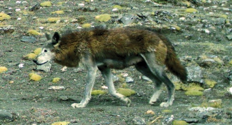 Canis lupus chanco Annapurna Conservation Area.jpg