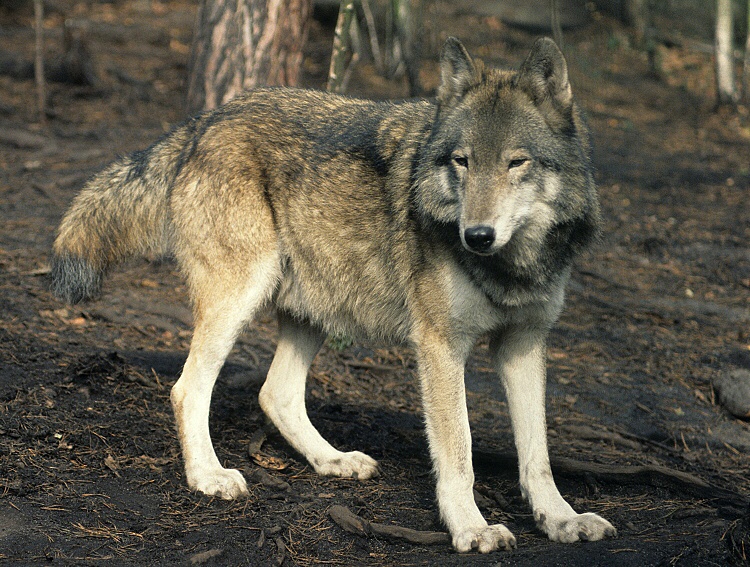 Canis-lupus.jpg