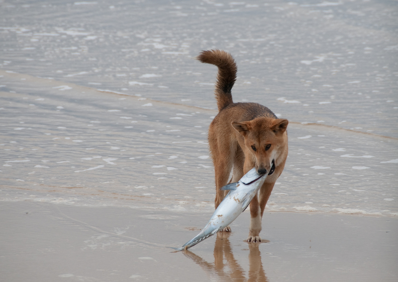The Dingo Finds a Dead Fish.jpg