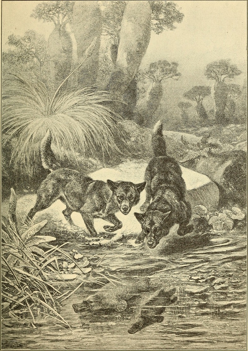 Animals in action; studies and stories of beasts, birds and reptiles; their habits, their homes and their peculiarities (1901) (14755130402).jpg