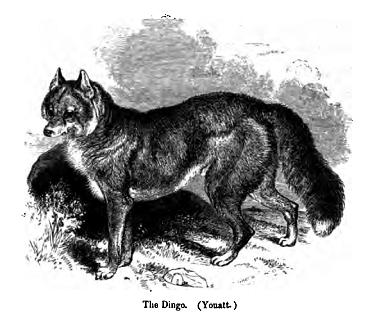 014. The Dingo.JPG