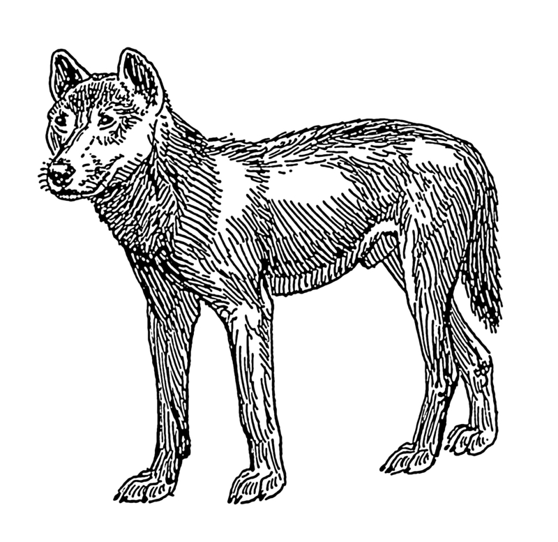 Dingo (PSF).png