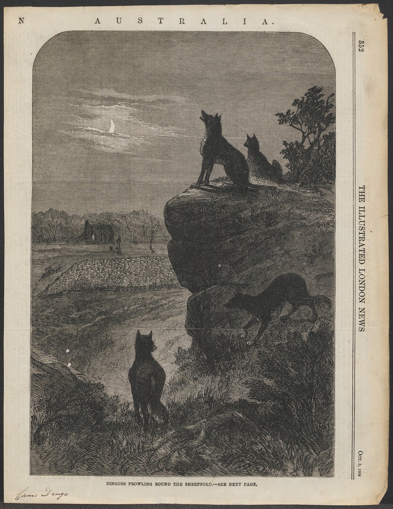 Canis dingo - 1863 - Print - Iconographia Zoologica - Special Collections University of Amsterdam - UBA01 IZ22200409.jpg