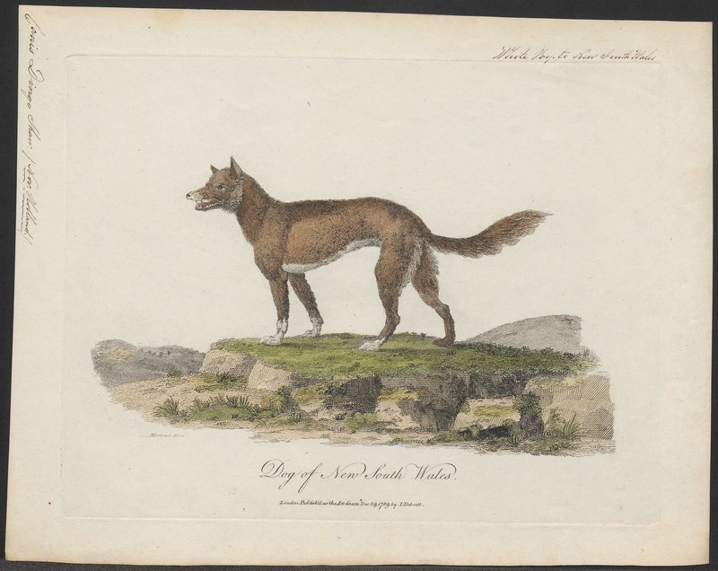 Canis dingo - 1789 - Print - Iconographia Zoologica - Special Collections University of Amsterdam - UBA01 IZ22200403.jpg