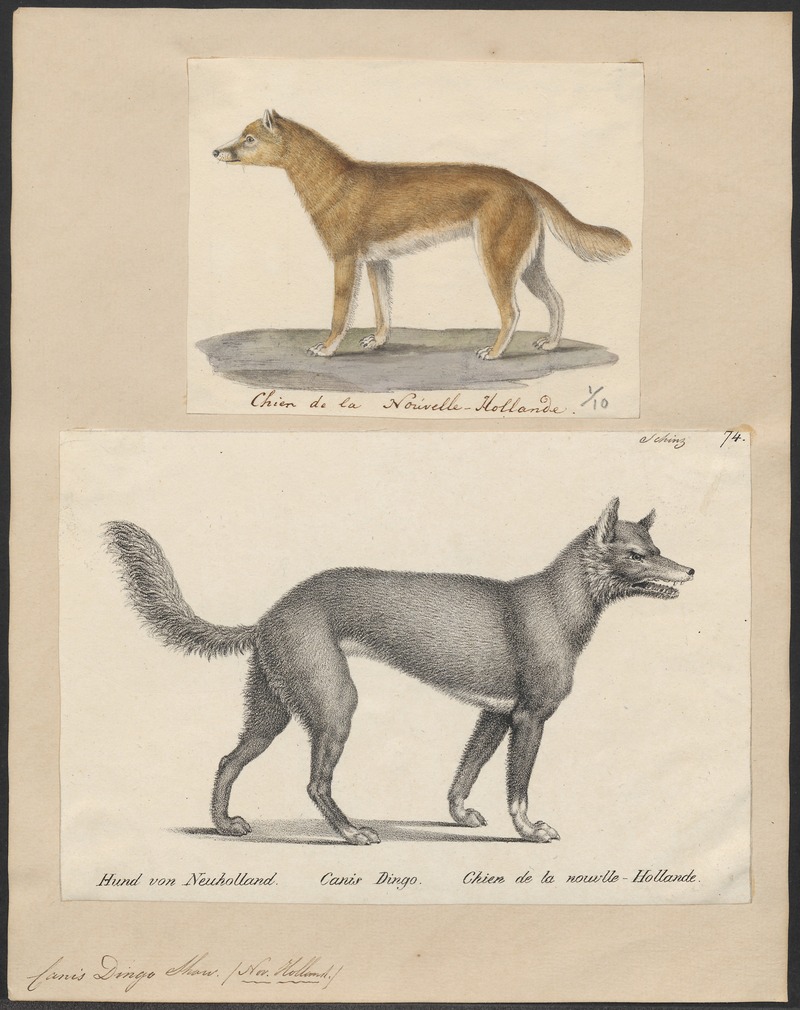 Canis dingo - 1700-1880 - Print - Iconographia Zoologica - Special Collections University of Amsterdam - UBA01 IZ22200407.jpg