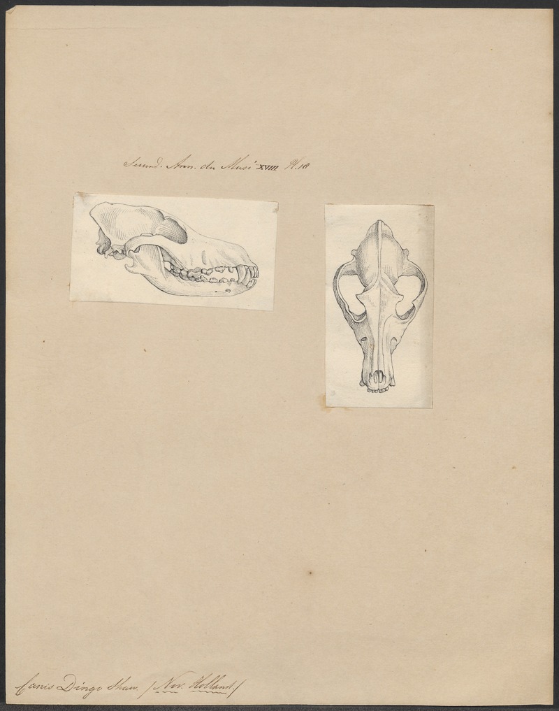 Canis dingo - 1700-1880 - Print - Iconographia Zoologica - Special Collections University of Amsterdam - UBA01 IZ22200405.jpg