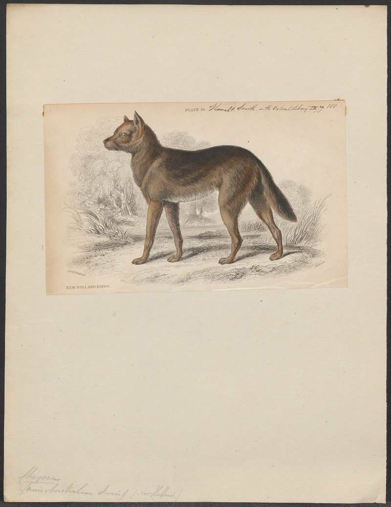 Canis australiae - 1833-1866 - Print - Iconographia Zoologica - Special Collections University of Amsterdam - UBA01 IZ22200401.jpg