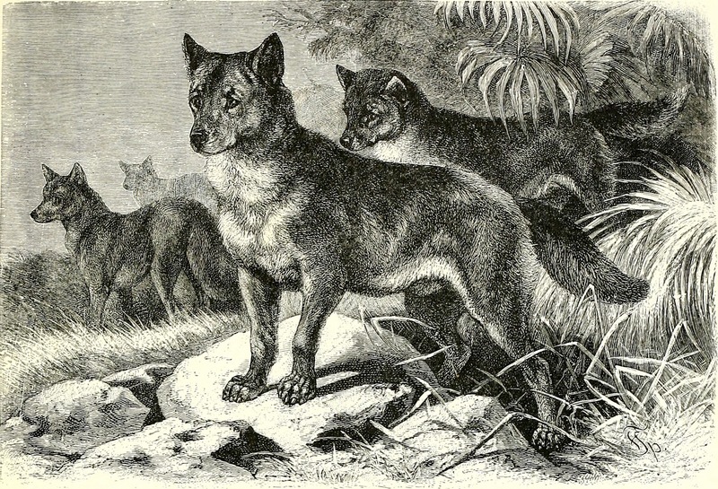 Image from page 80 of -All about animals. Facts, stories and anecdotes- (1900).jpg