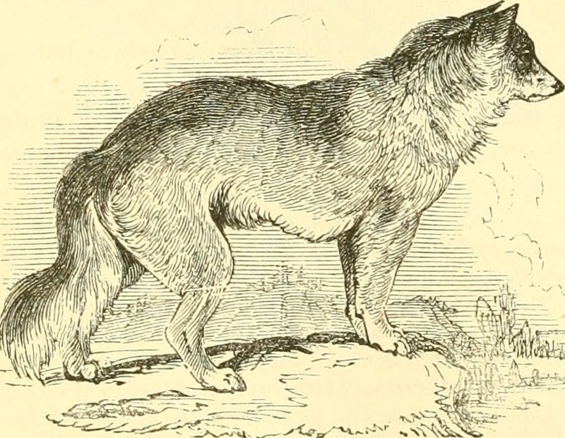 Image from page 139 of -The animal kingdom, arranged after its organization- (1849).jpg