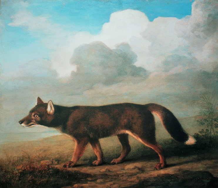 George Stubbs, A portrait of a large Dog from New Holland (Dingo), 1772.jpg