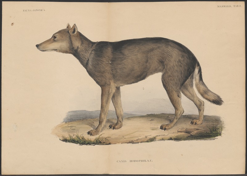 Lupus hodophylax - 1833-1850 - Print - Iconographia Zoologica - Special Collections University of Amsterdam - UBA01 IZ22200397.jpg