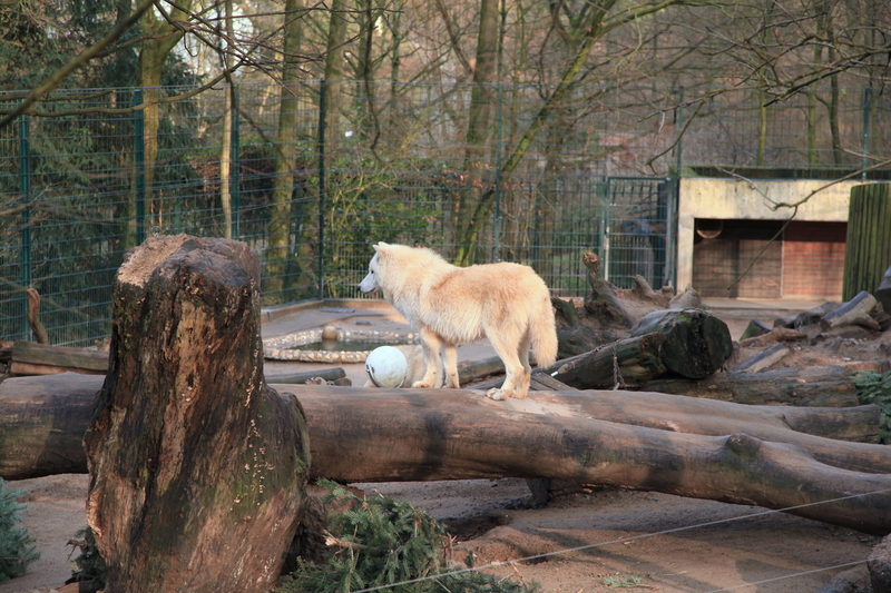 Wuppertal - Zoo im Winter1112 - Canis lupus hudsonicus 01 ies - Japanese wolf (Canis lupus hodophilax).jpg