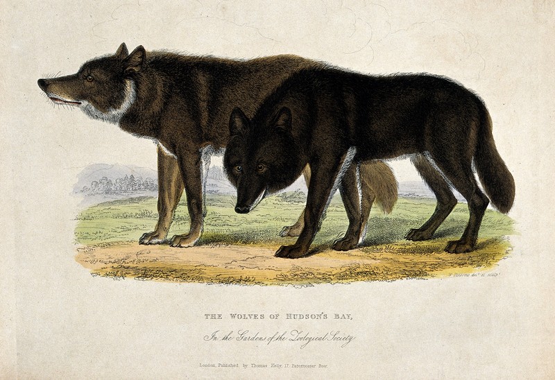 Zoological Society of London; two wolves of Hudson Bay. Colo Wellcome V0023151.jpg