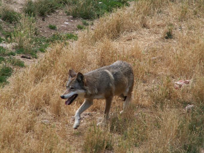 Canis lupus Parc des Loups 003 - Italian wolf (Canis lupus italicus).jpg