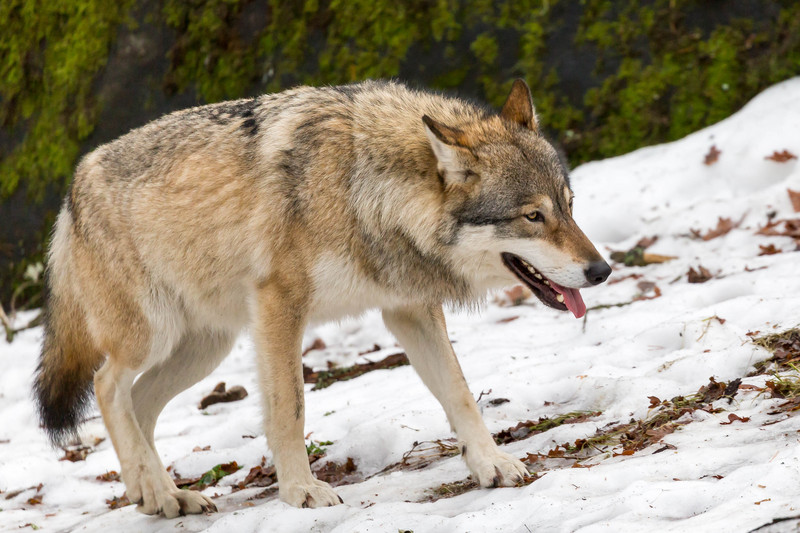 Wolf im Schnee (31686136293) - Eurasian wolf (Canis lupus lupus).jpg