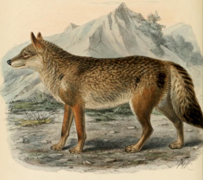 Keulemans common wolf.png