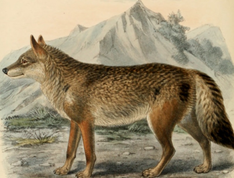 Dogs, jackals, wolves, and foxes- a monograph of the Canidae. With woodcuts, and 45 coloured plates drawn from nature by J.G. Keulemans and hand-coloured (1890) (20979278382).jpg