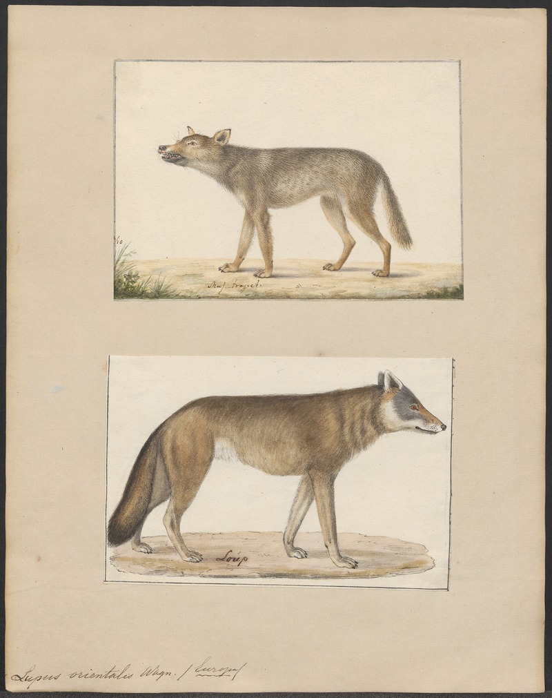 Lupus orientalis - 1700-1880 - Print - Iconographia Zoologica - Special Collections University of Amsterdam - UBA01 IZ22200367.jpg