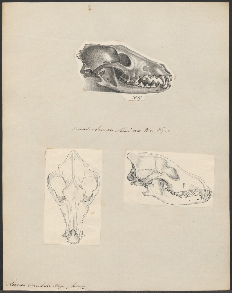 Lupus orientalis - 1700-1880 - Print - Iconographia Zoologica - Special Collections University of Amsterdam - UBA01 IZ22200357.jpg