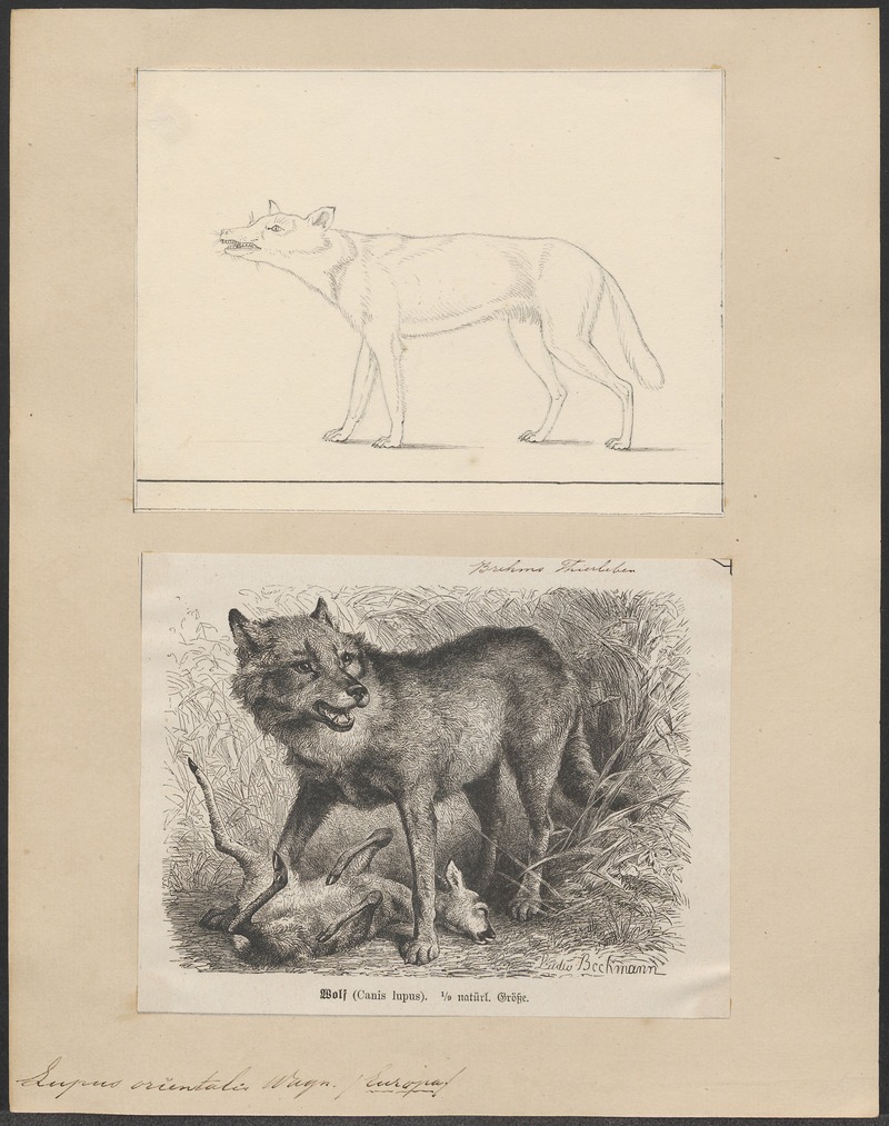 Lupus orientalis - 1700-1880 - Print - Iconographia Zoologica - Special Collections University of Amsterdam - UBA01 IZ22200353.jpg