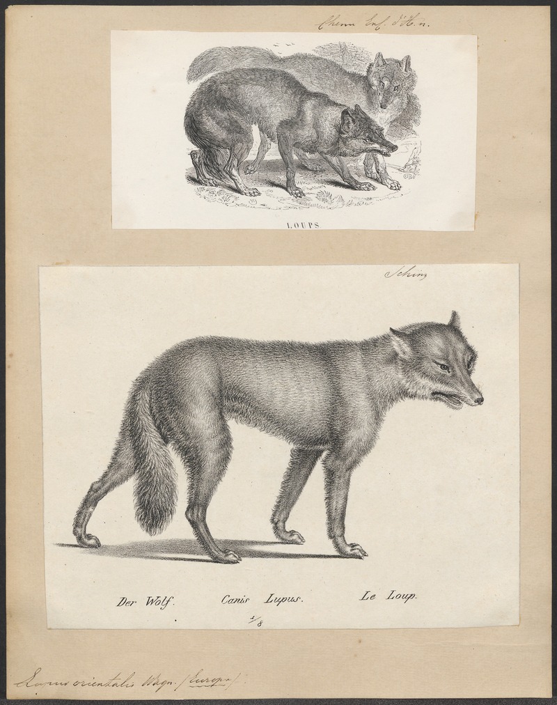 Lupus orientalis - 1700-1880 - Print - Iconographia Zoologica - Special Collections University of Amsterdam - UBA01 IZ22200351.jpg