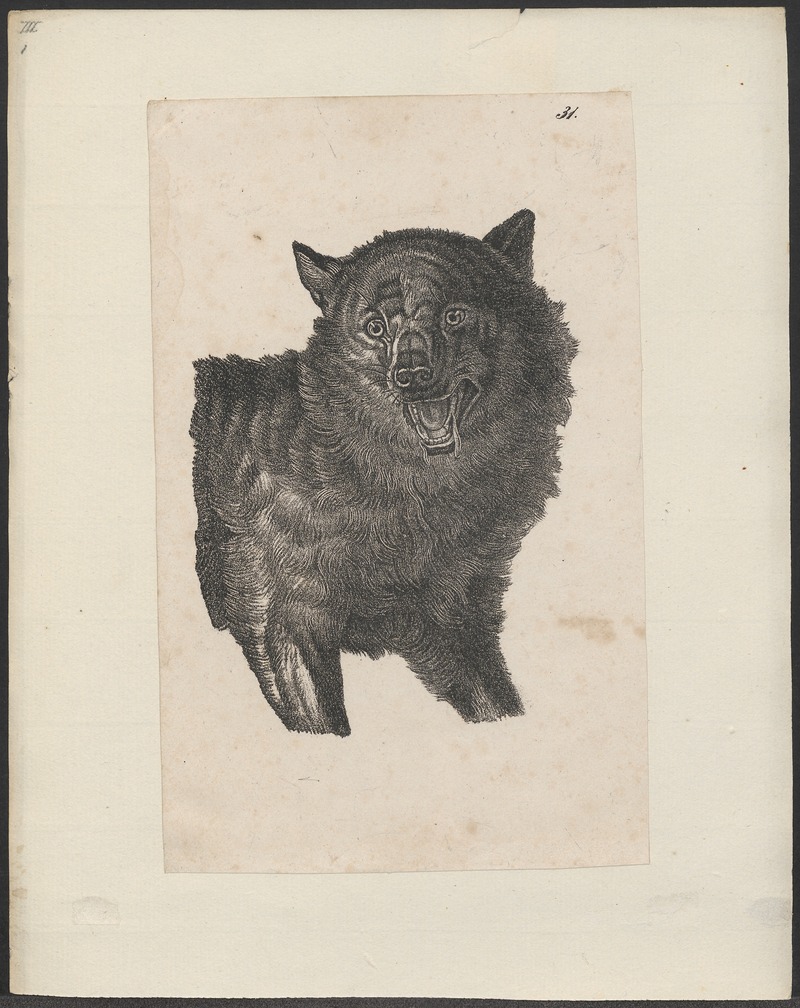 Lupus orientalis - 1700-1880 - Print - Iconographia Zoologica - Special Collections University of Amsterdam - UBA01 IZ22200347.jpg