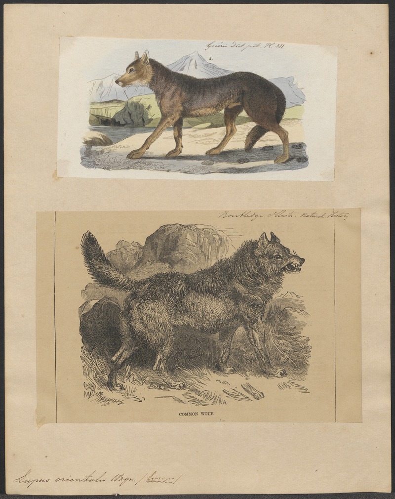 Lupus orientalis - 1700-1880 - Print - Iconographia Zoologica - Special Collections University of Amsterdam - UBA01 IZ22200343.jpg