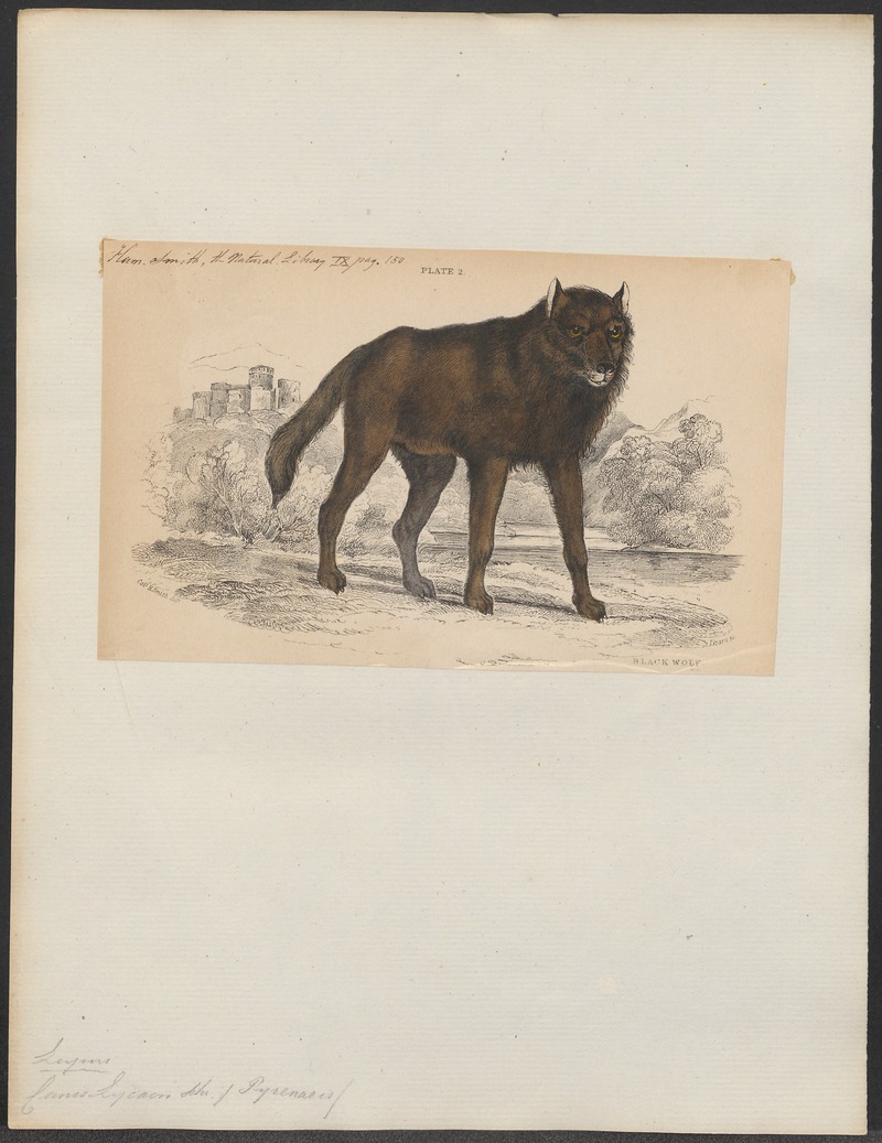 Canis lycaon - 1833-1866 - Print - Iconographia Zoologica - Special Collections University of Amsterdam - UBA01 IZ22200371.jpg