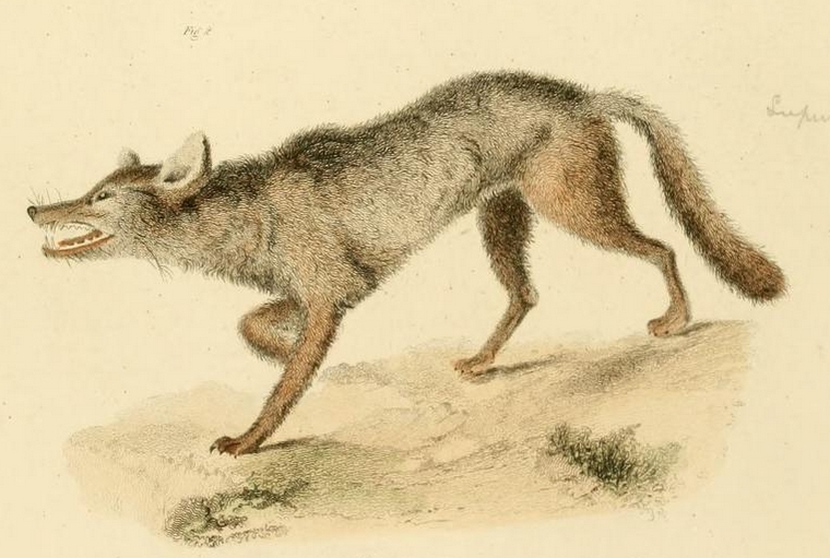 Natural History of New York (1842) Canis lycaon.png