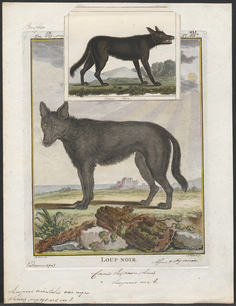 Lupus orientalis var. nigra - 1700-1880 - Print - Iconographia Zoologica - Special Collections University of Amsterdam - UBA01 IZ22200373.jpg