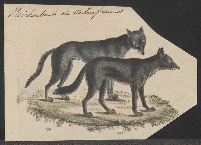 Canis lycaon - 1834 - Print - Iconographia Zoologica - Special Collections University of Amsterdam - UBA01 IZ22200377.jpg