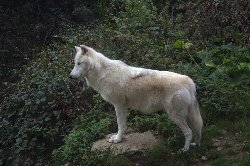 Loup du Canada (Canis lupus mackenzii).JPG