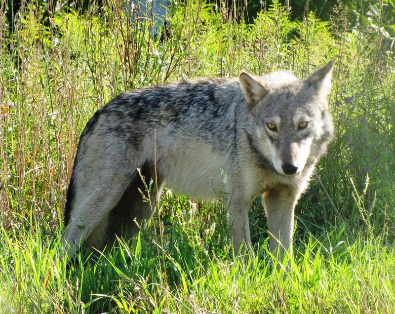 Gray Wolf Seney NWR 2.jpg