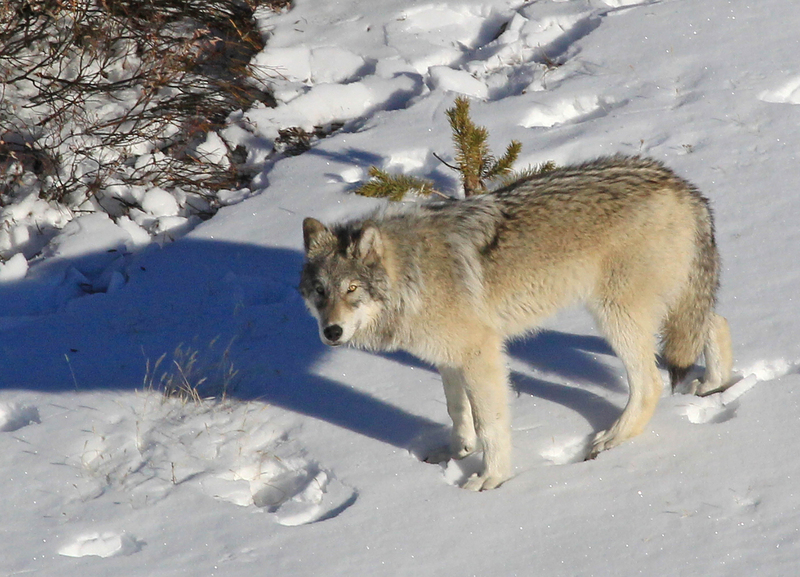 Yellowstone Delta Pack wolf (15273417887).jpg