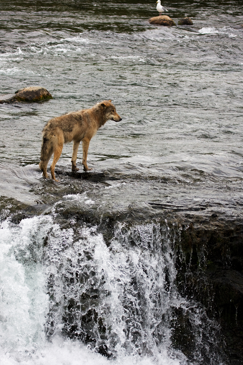 Wolf by Brooks Falls.jpg