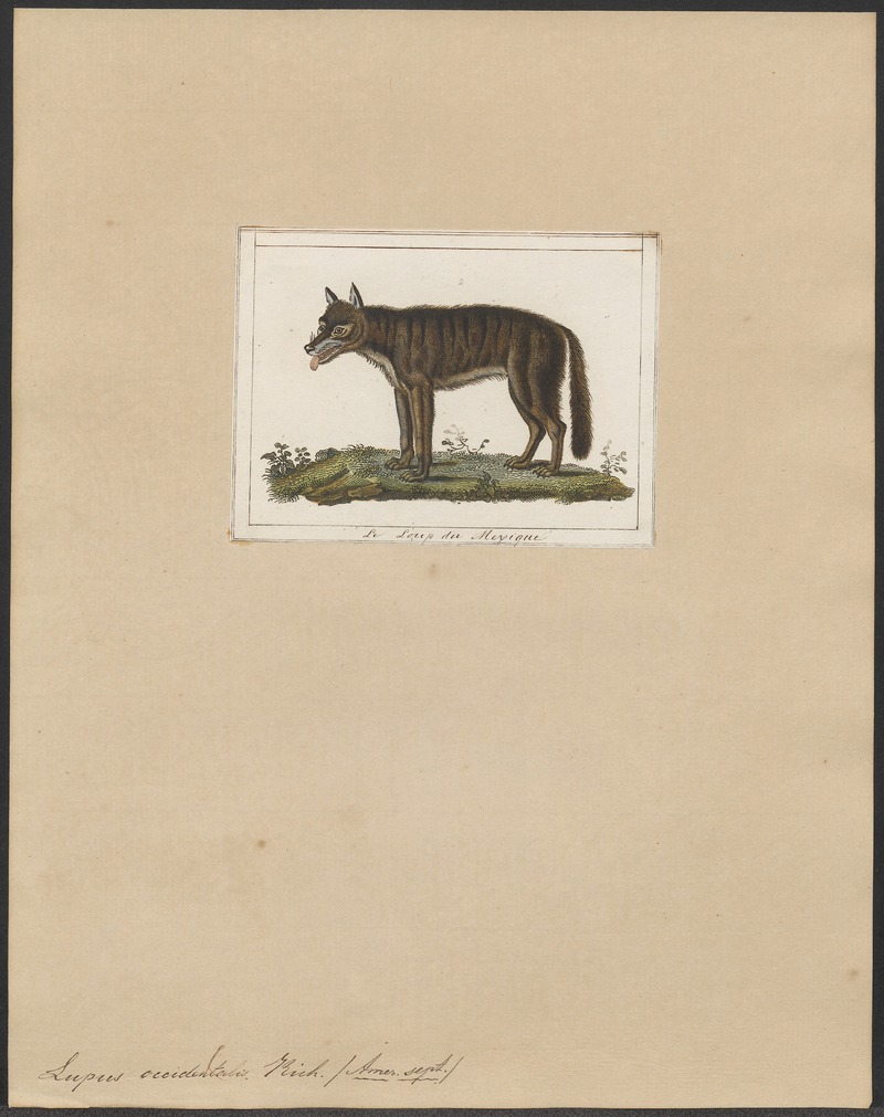 Lupus occidentalis - 1838 - Print - Iconographia Zoologica - Special Collections University of Amsterdam - UBA01 IZ22200383.jpg