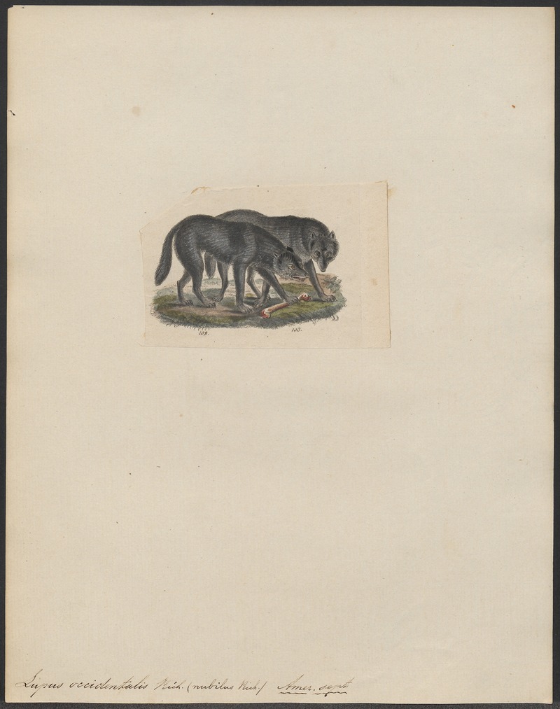 Lupus occidentalis - 1834 - Print - Iconographia Zoologica - Special Collections University of Amsterdam - UBA01 IZ22200381.jpg
