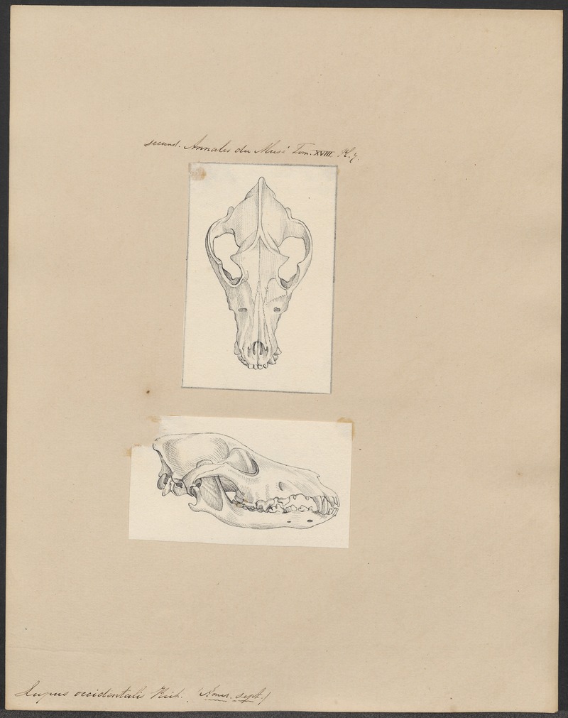 Lupus occidentalis - 1700-1880 - Print - Iconographia Zoologica - Special Collections University of Amsterdam - UBA01 IZ22200385.jpg