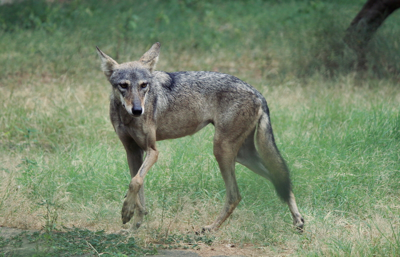 Wolf in Jaipur zoo (1) - Indian wolf (Canis lupus pallipes).jpg