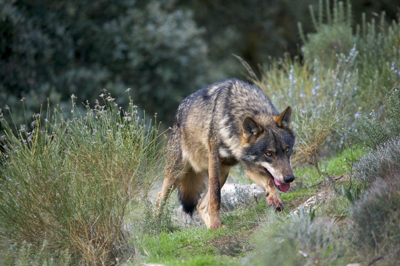 Iberian Wolf AdF 001.jpg