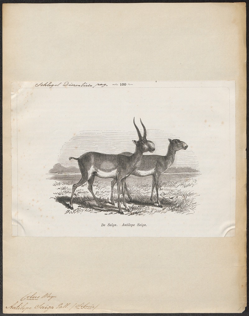 Antilope saïga - 1872 - Print - Iconographia Zoologica - Special Collections University of Amsterdam - UBA01 IZ21400239.jpg