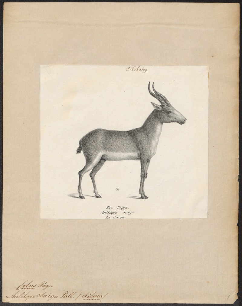 Antilope saïga - 1809-1845 - Print - Iconographia Zoologica - Special Collections University of Amsterdam - UBA01 IZ21400241.jpg