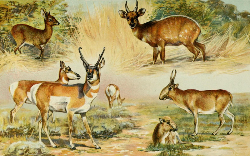 NIE 1905 Antelope.jpg