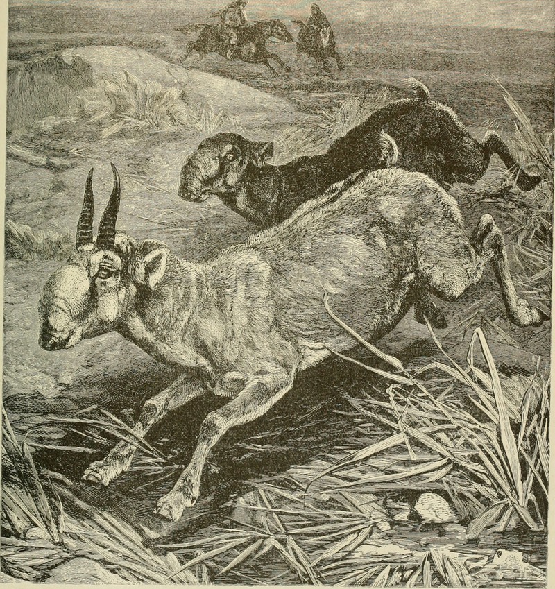 Brehm's Life of animals - a complete natural history for popular home instruction and for the use of schools (1895) (19790665604).jpg