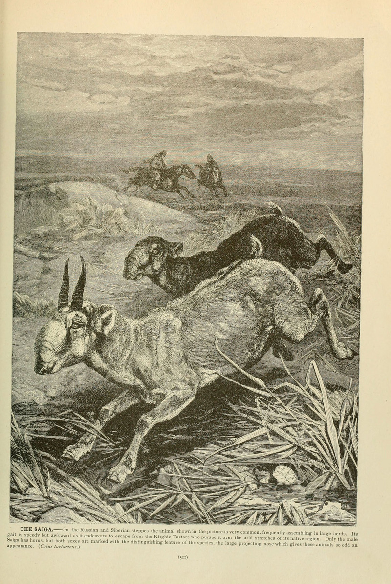 Brehm's Life of animals (Page 511) (6220175367).jpg