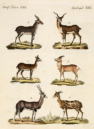 Antelopes and Gazelles - Bertuch.jpg
