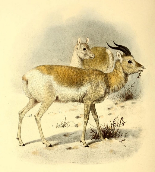 The book of antelopes (1894) Gazella gutturosa - Mongolian gazelle, dzeren (Procapra gutturosa).png