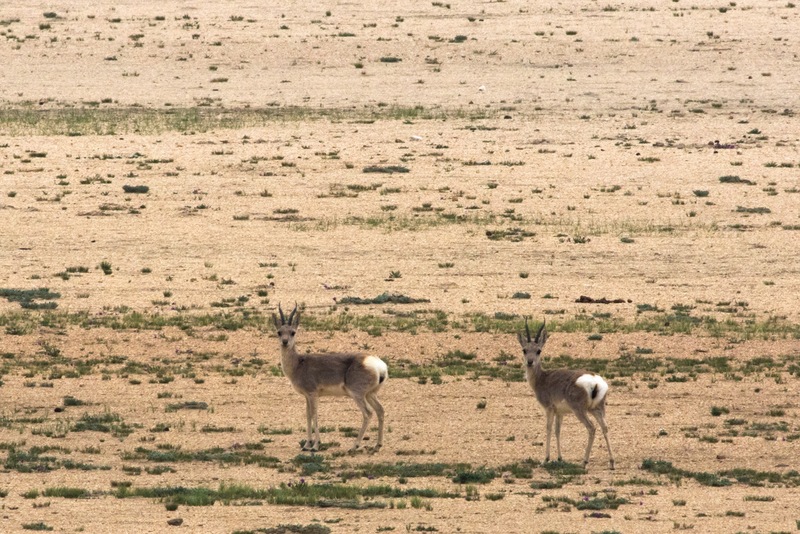 Tibetan gazelle - goa (Procapra picticaudata).jpg